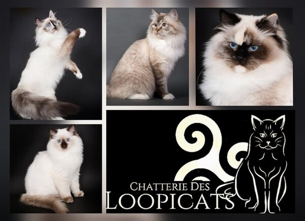 Chatterie des Loopicats